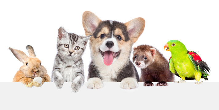 Common Pet Health Issues and How to Prevent Them