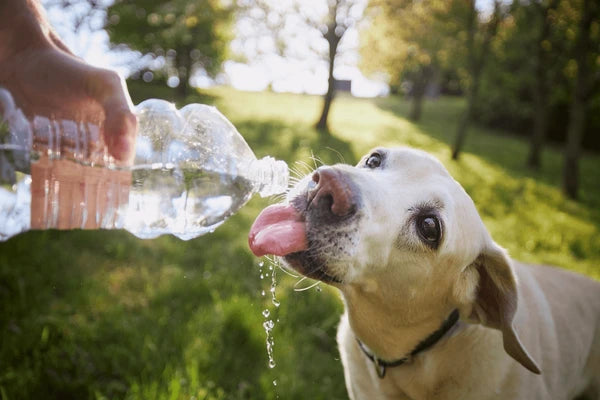 10 Practical Tips and Advice to Keep Your Pet Cool During Summer Heatwave