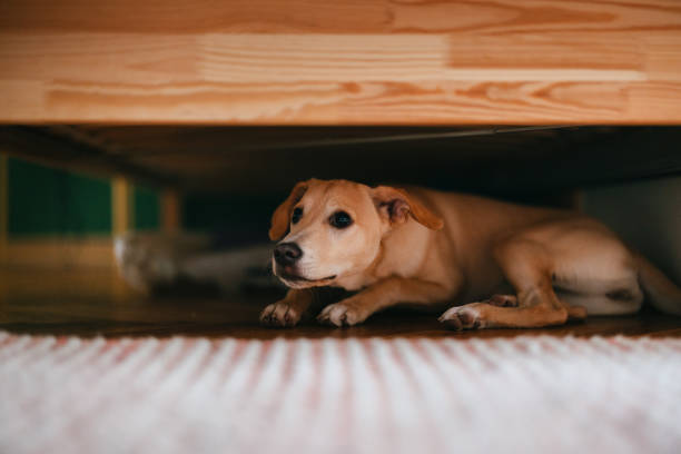 Understanding Dog Anxiety and How to Handle It